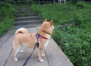 开云官网-文艺复兴之城的新英雄，基耶萨导演佛罗伦萨粉碎摩纳哥的战术革命