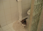 开云体育APP下载-跨界统治力，从爵士碾压广厦到克莱欧冠半决赛接管比赛