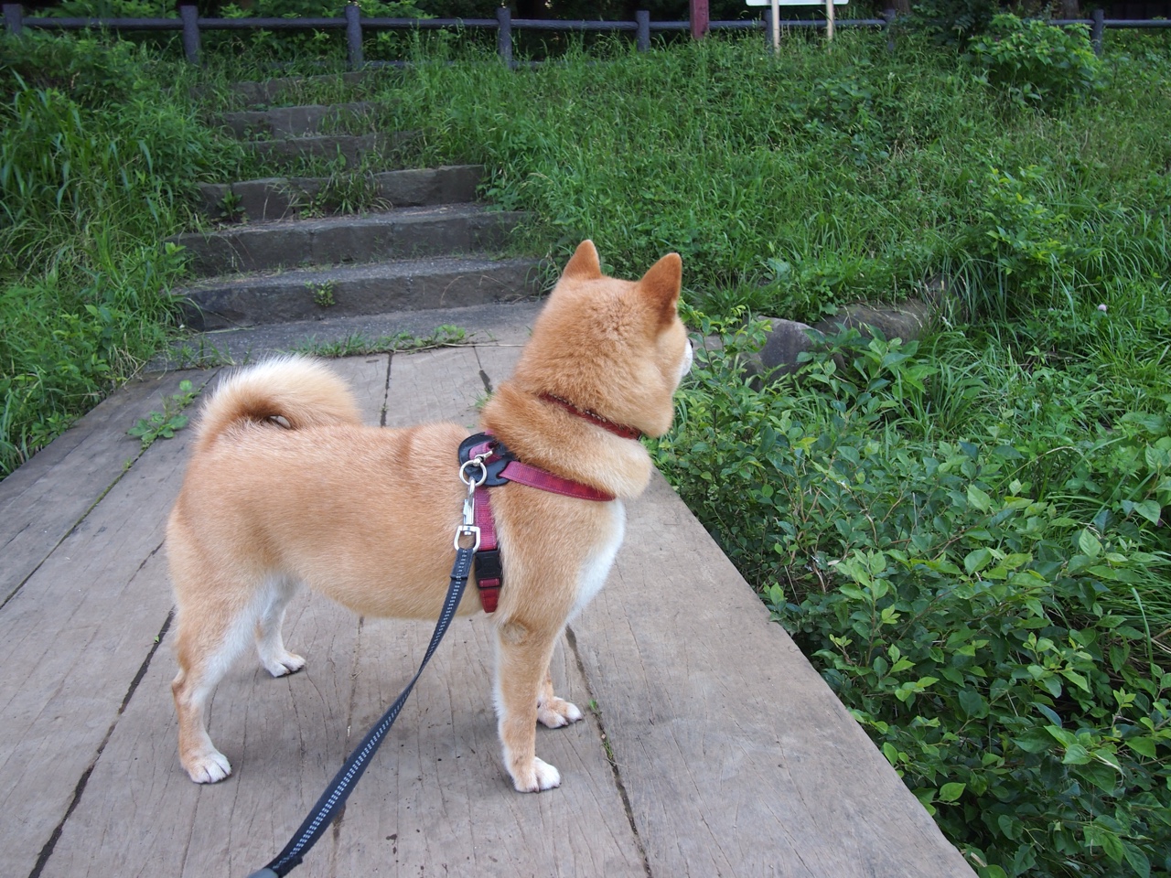 文艺复兴之城的新英雄，基耶萨导演佛罗伦萨粉碎摩纳哥的战术革命