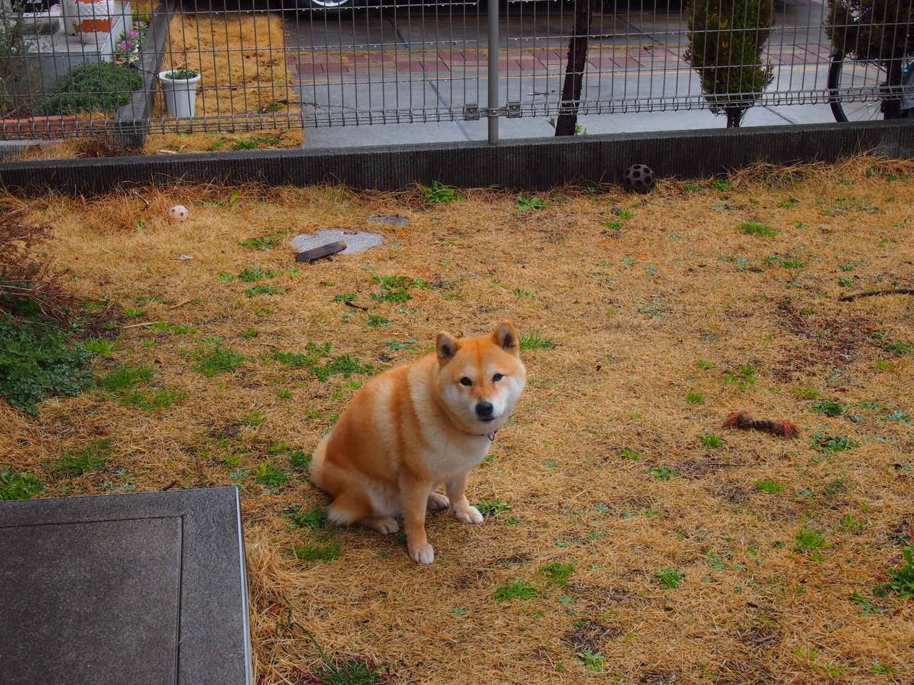 从吉林到费城，莫兰特的世界排名之战与篮球的无国界共鸣